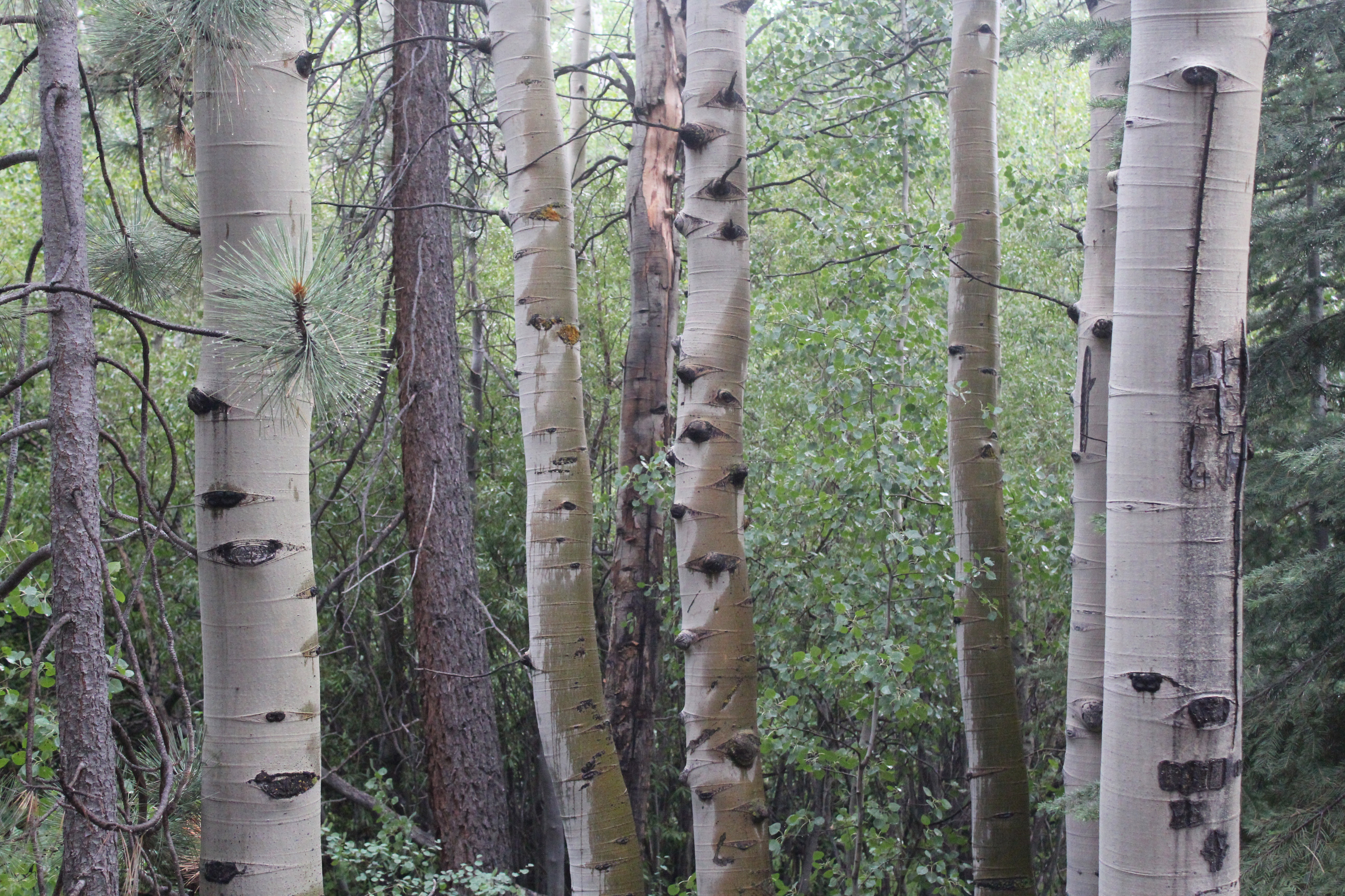 Birch Trees