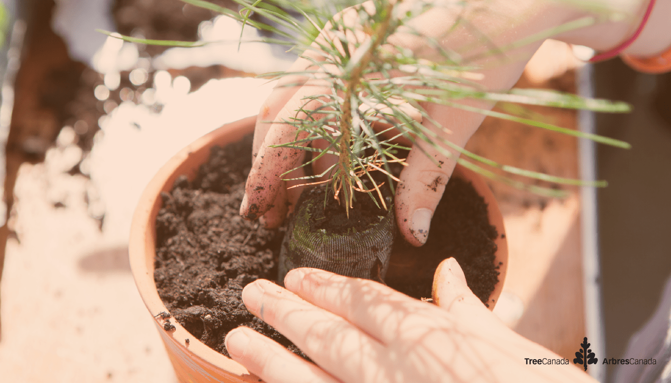 Two hands planting a small seedling in a pot.