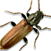 brown-spruce-longhorn-beetle-1
