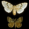 european-gypsy-moth-1