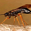 sirex-wasp-1