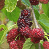 white-mulberry-tn