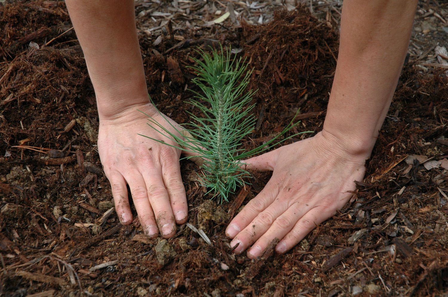 Participez Tree Canada