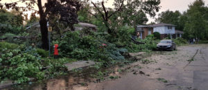 Trees that have fallen on houses in a residential neighbourhood.