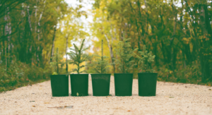 tree pots