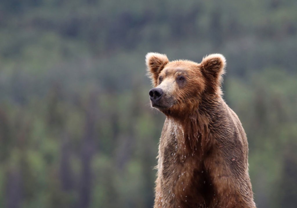 bear in Great Bear Rainforest