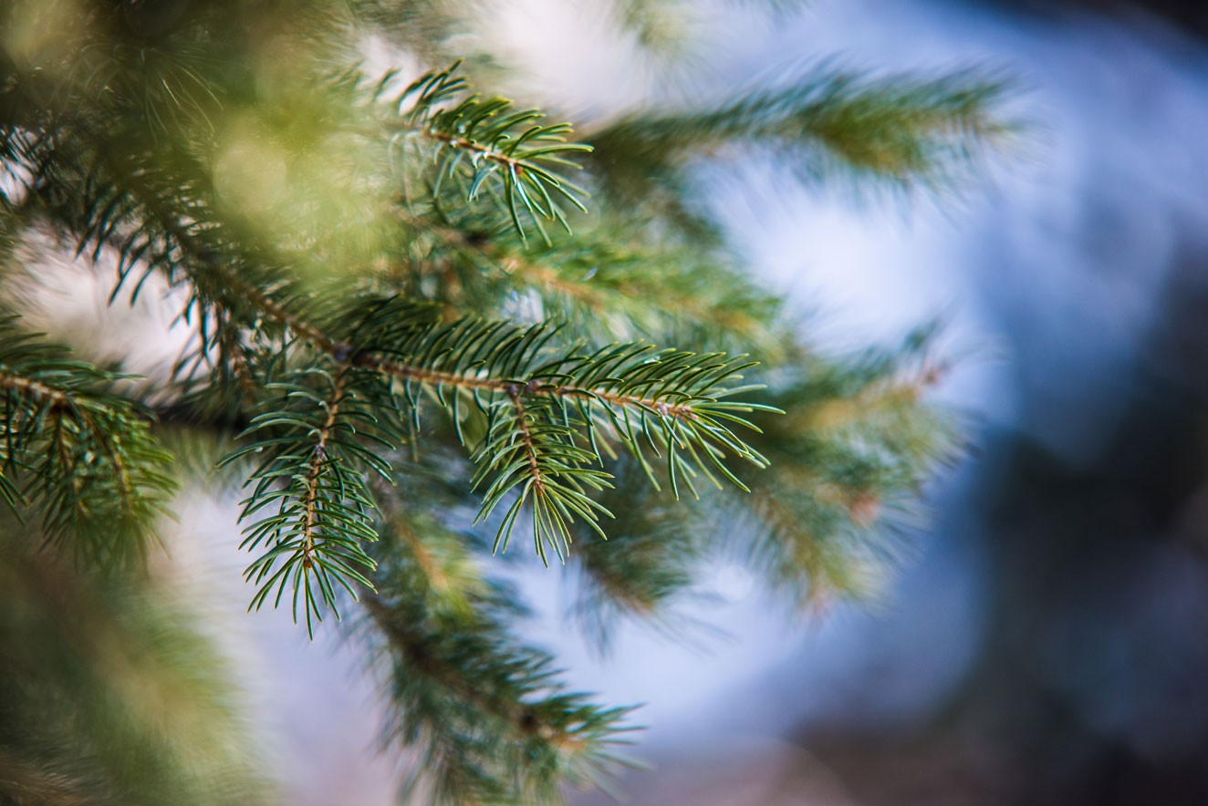 A close-up of a coniferous tree branch.