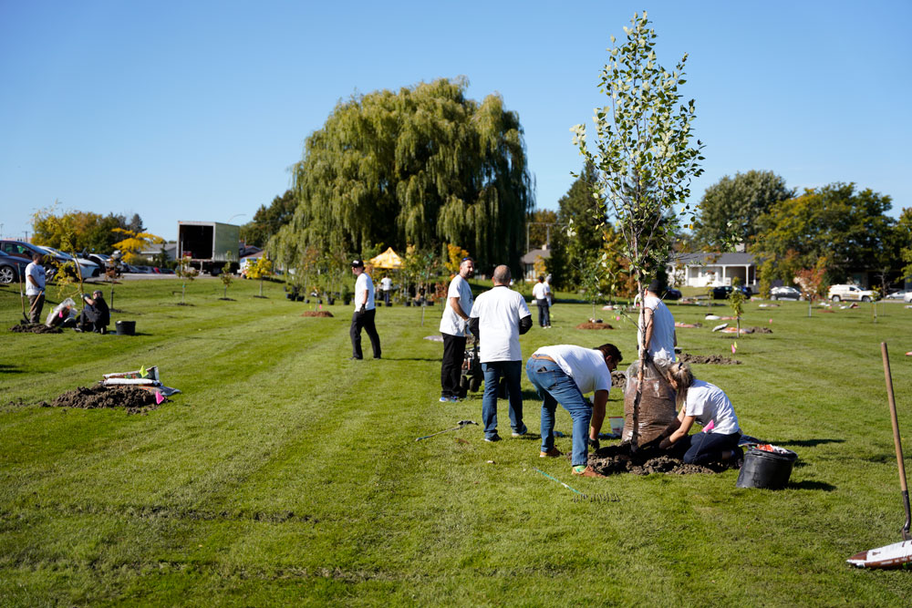 People planting trees in a green space.