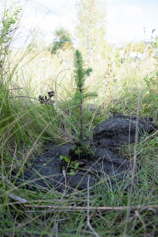 Small coniferous seedling planted in grassy area.