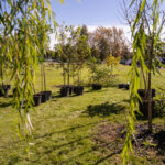 http://Potted%20trees%20placed%20together%20in%20a%20green%20space,%20ready%20for%20planting.