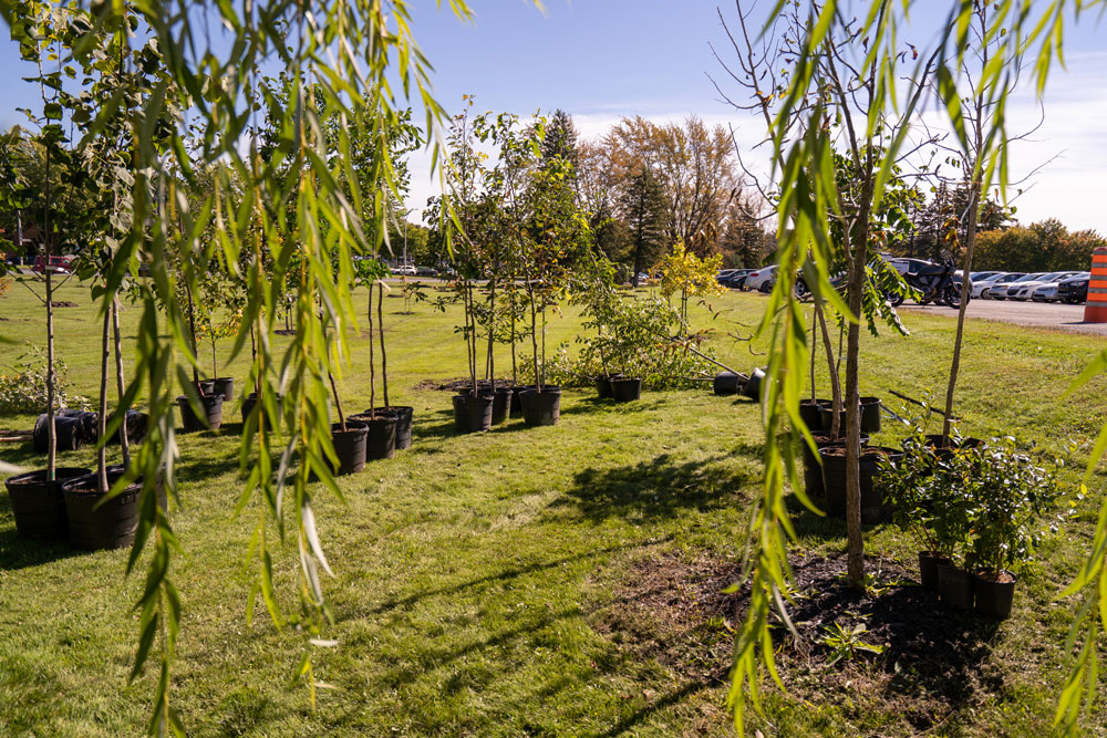 Potted trees placed together in a green space, ready for planting.