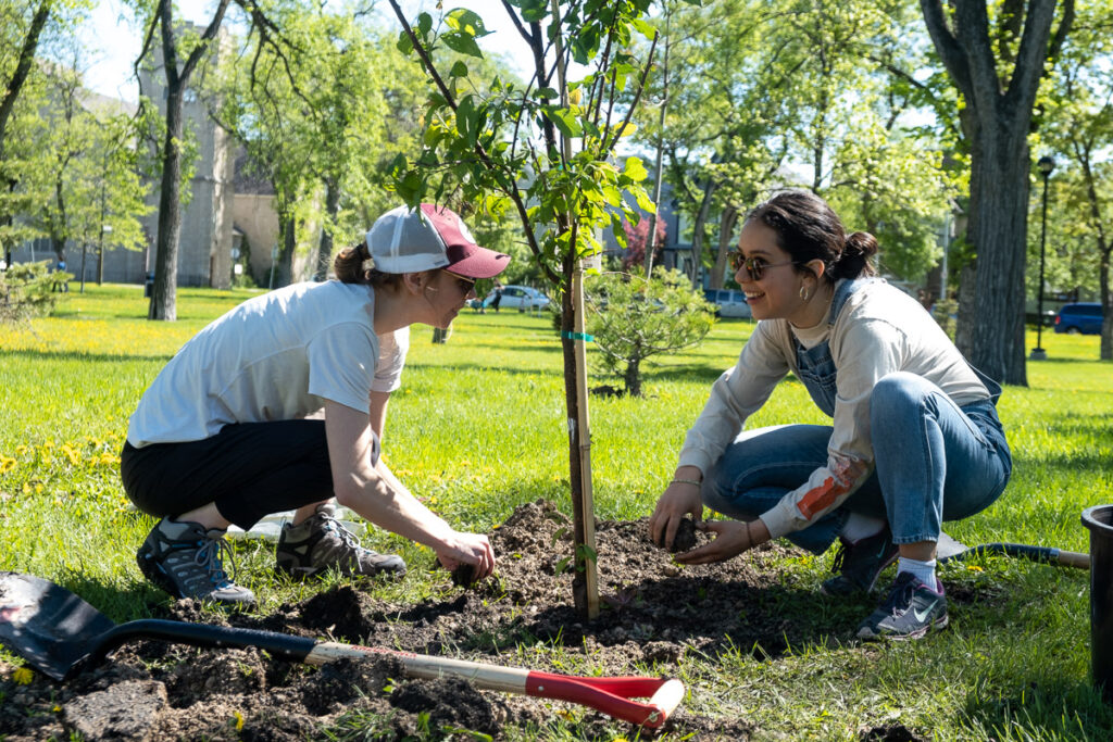 Two people spreading soil around a newly-planted tree.