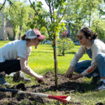 http://Two%20people%20spreading%20soil%20around%20a%20newly-planted%20tree.