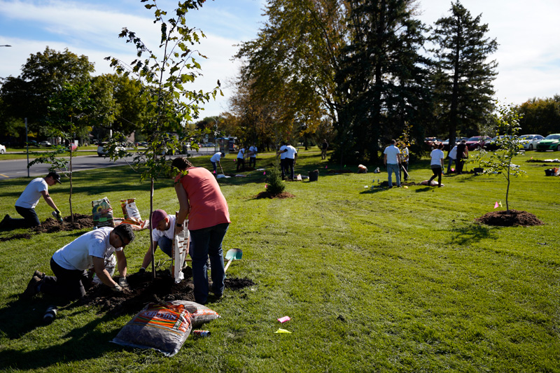 Group of people spread out in a green space planting trees.
