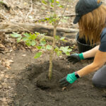 http://Volunteer%20planting%20tree.