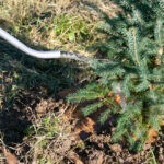 http://Watering%20can%20pouring%20water%20onto%20small%20coniferous%20tree.