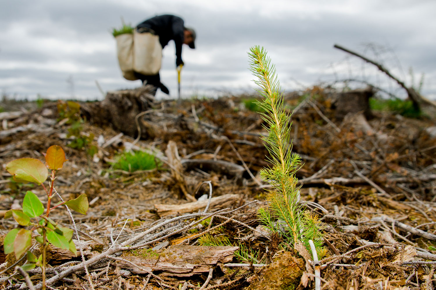 seedling planted in rural region