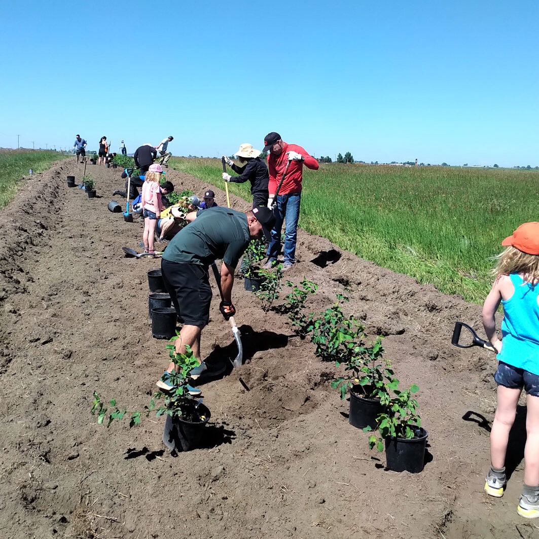 people planting berry shrubs