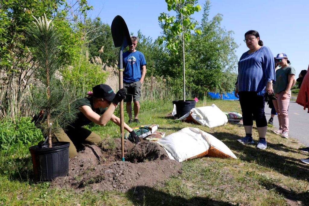 Tree planting demonstration