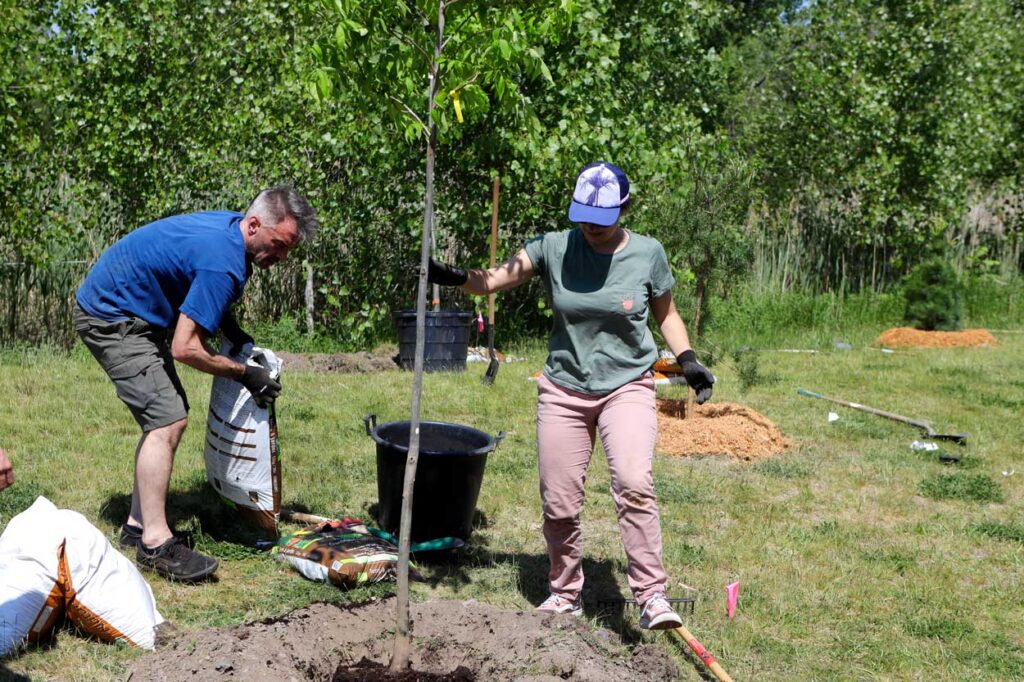 Volunteers adding soil around a newly planted tree