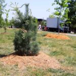 http://Newly%20planted%20tree.