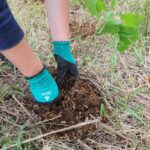 http://Hands%20mulching%20newly%20planted%20tree