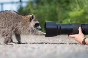 raccoon interacting with telephoto lens camera