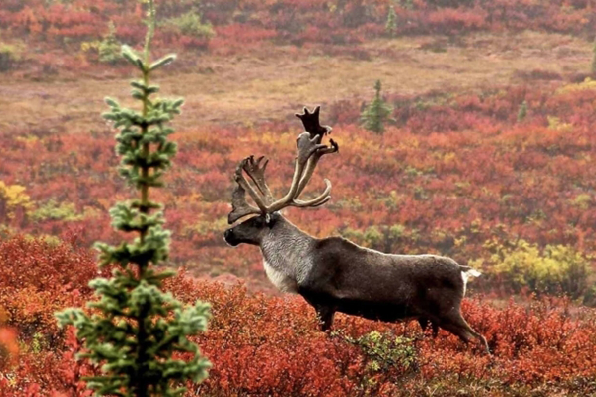 boreal caribou 