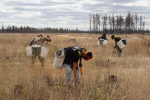 three professional tree planted bent over planting seeds in area devoid of trees in Manitoba