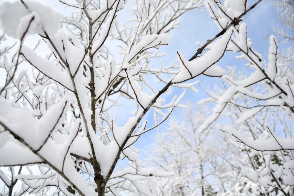 heavy layer of snow on thin tree branches