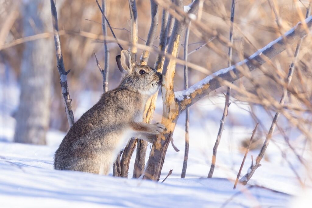 eastern cottontail rabbit nibbling damaged tree in winter