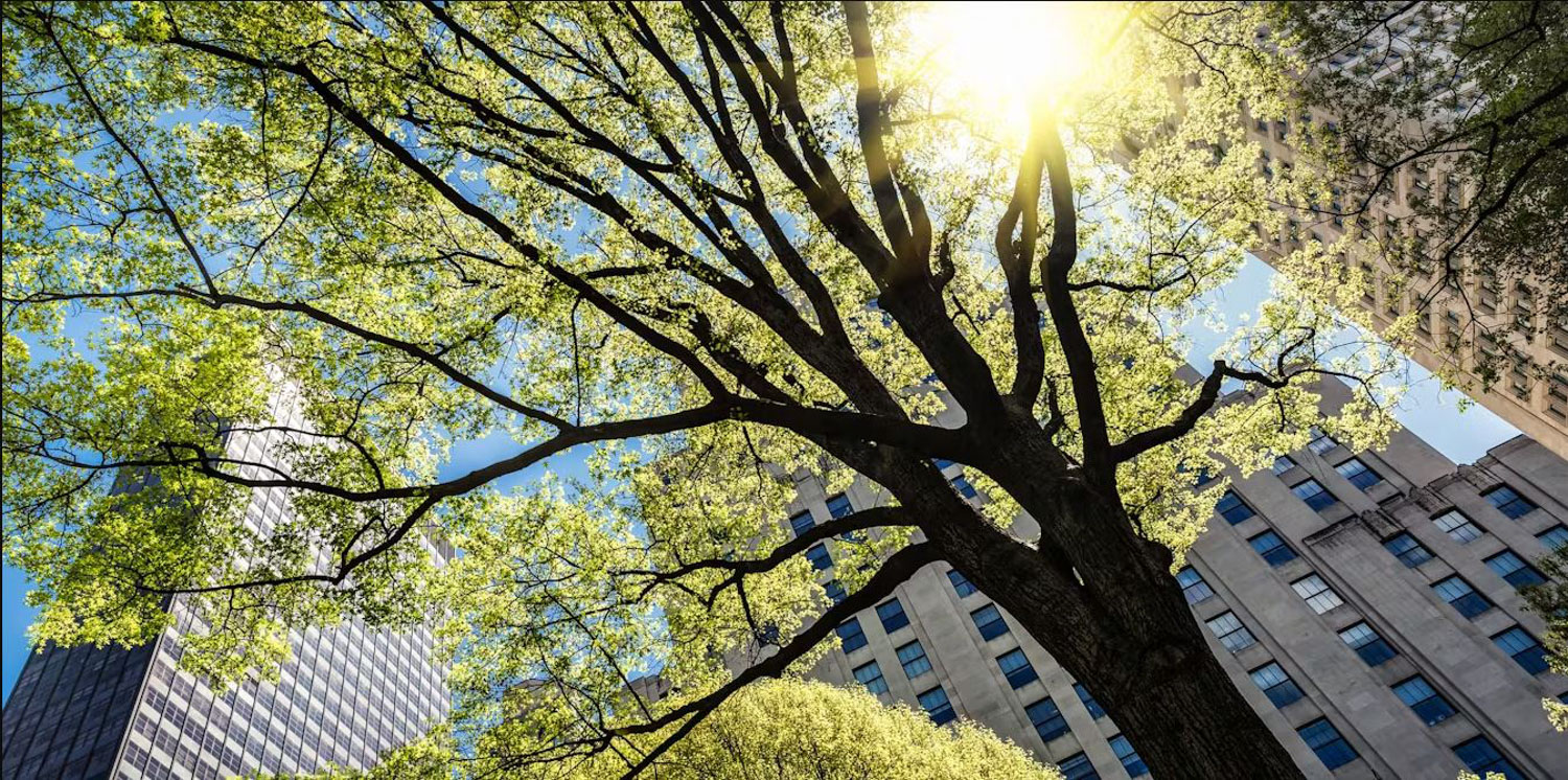 Un grand arbre se trouve devant des gratte-ciel. On voit le soleil en arrière-plan