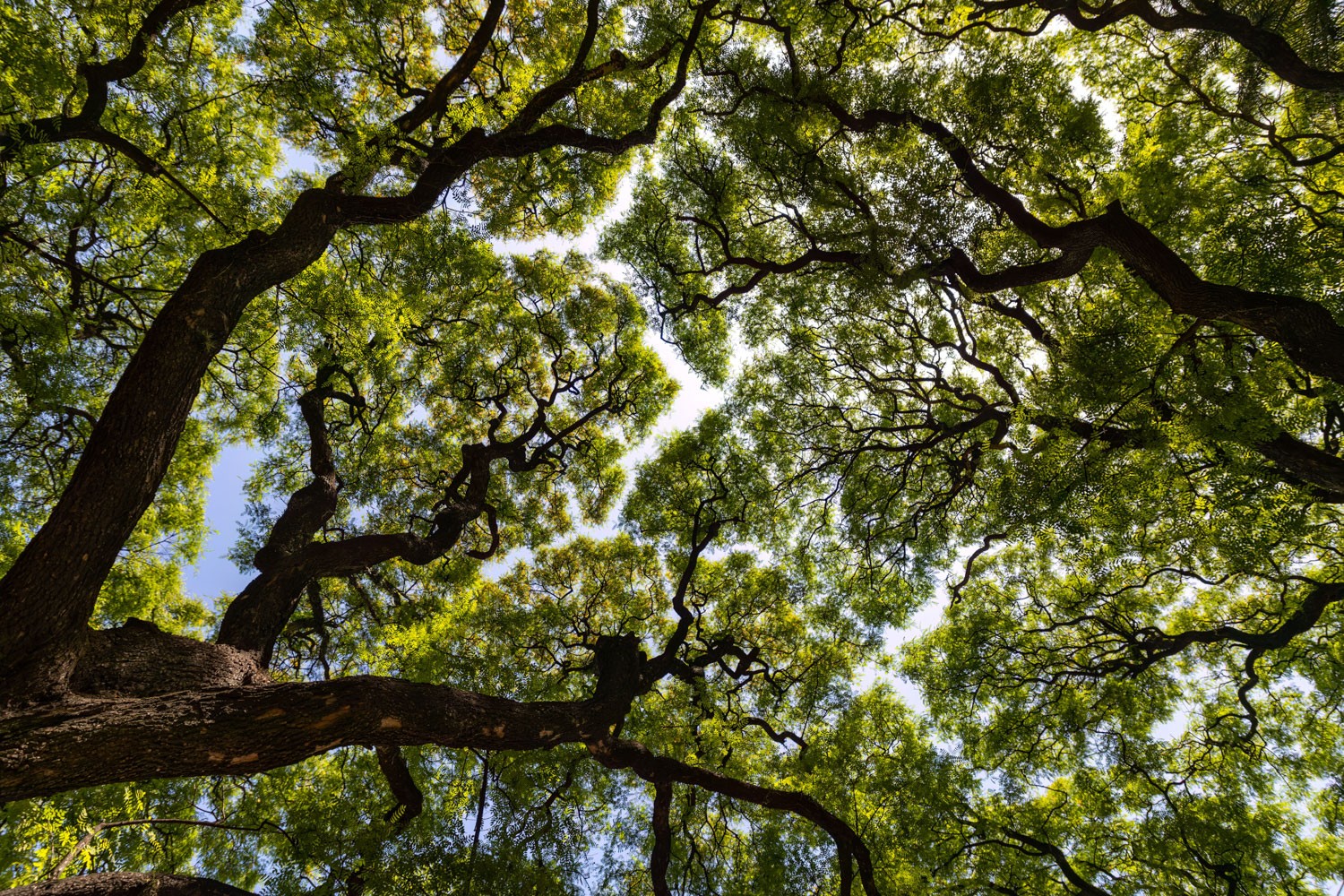 Vue en contre-plongée sur un couvert forestier en milieu urbain avec un ciel bleu.