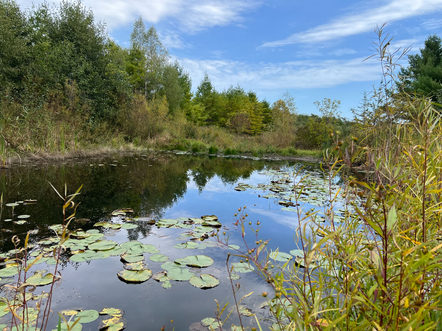 Une rivière entourée d’arbres avec des nénuphars flottants.