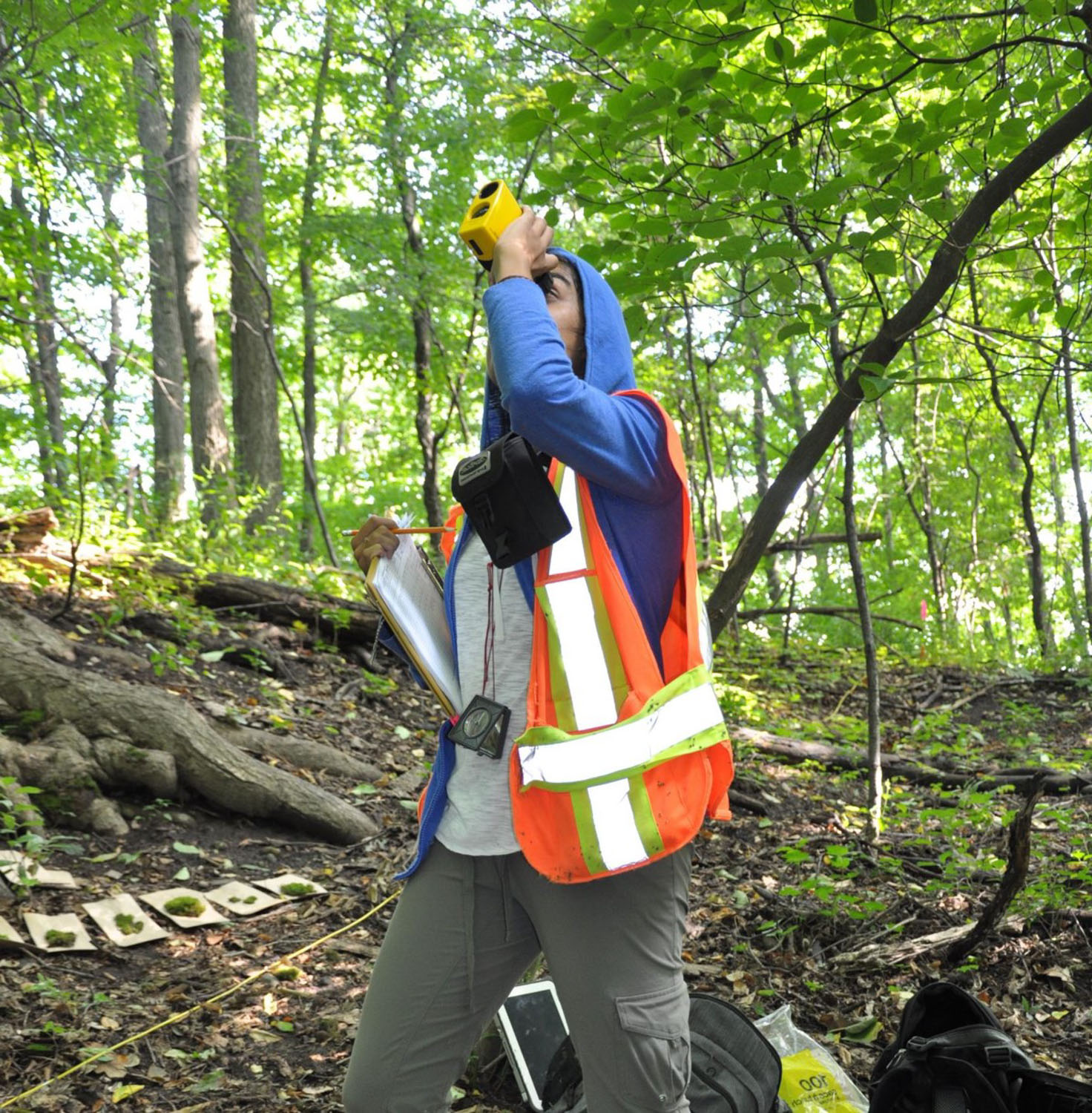 Une personne qui porte un gilet néon marche dans la forêt. Elle est vêtue d’un chandail à capuchon bleu, tient une planchette à pince et regarde dans des jumelles vers le haut. En arrière-plan, on peut voir des échantillons de mousse sur le tapis forestier.