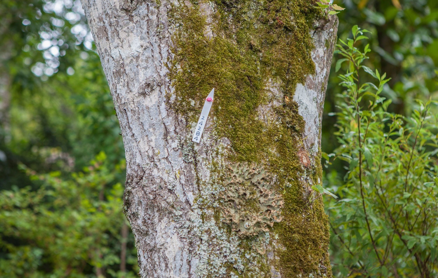 Écorce d’arbre couverte de lichen inventoriée et identifiée par une étiquette numérotée 24284.