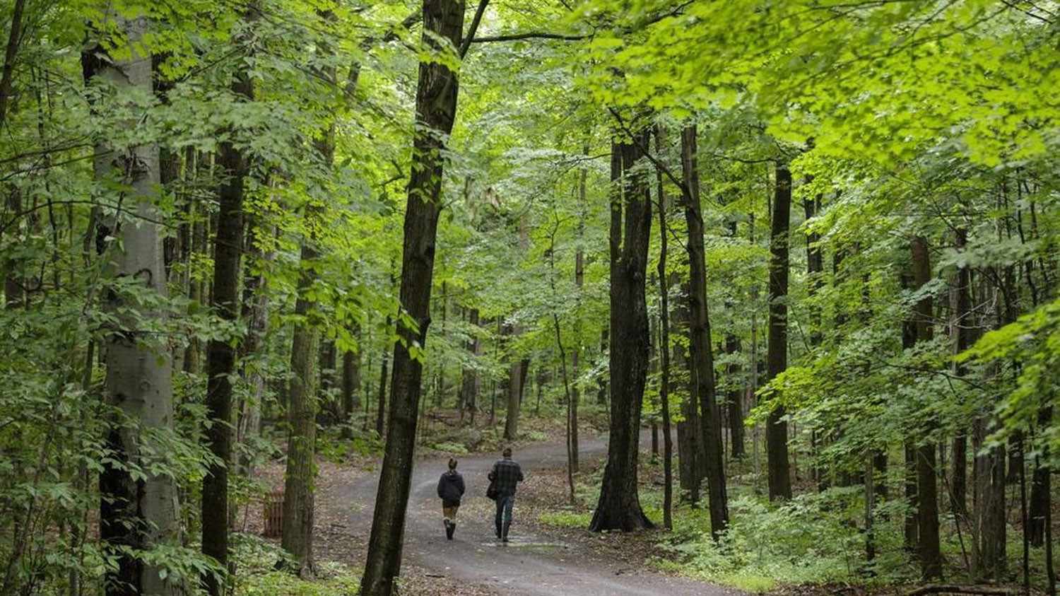 Forêt avec des arbres feuillus au centre de laquelle se trouve un chemin asphalté. Deux personnes marchent sur le chemin.