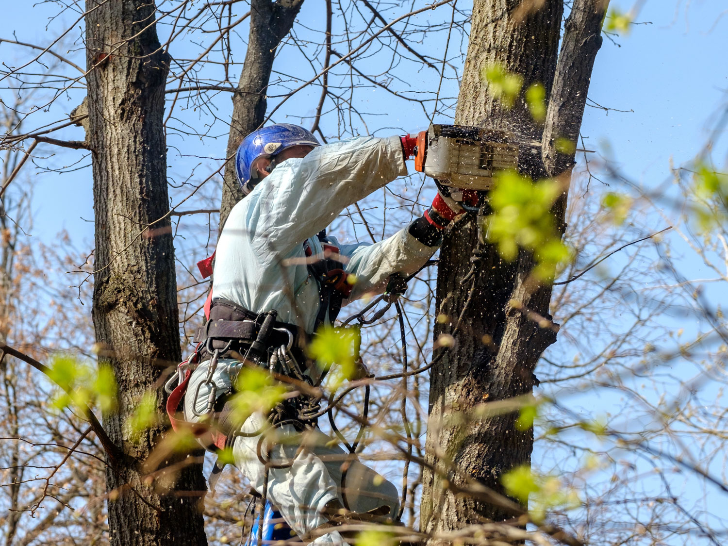 Un ouvrier portant un casque se suspend à des cordes au sommet d’un arbre et coupe une branche à l’aide d’une tronçonneuse lors d’une journée ensoleillée.