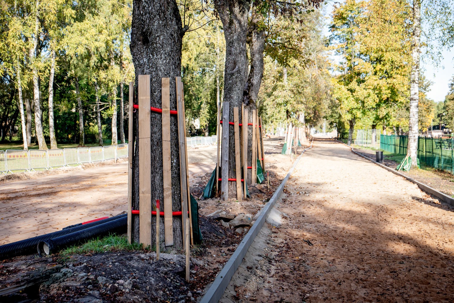 Construction d’une route à côté d’un parc. Les arbres sont recouverts de planches et de cordes rouges pour les protéger.