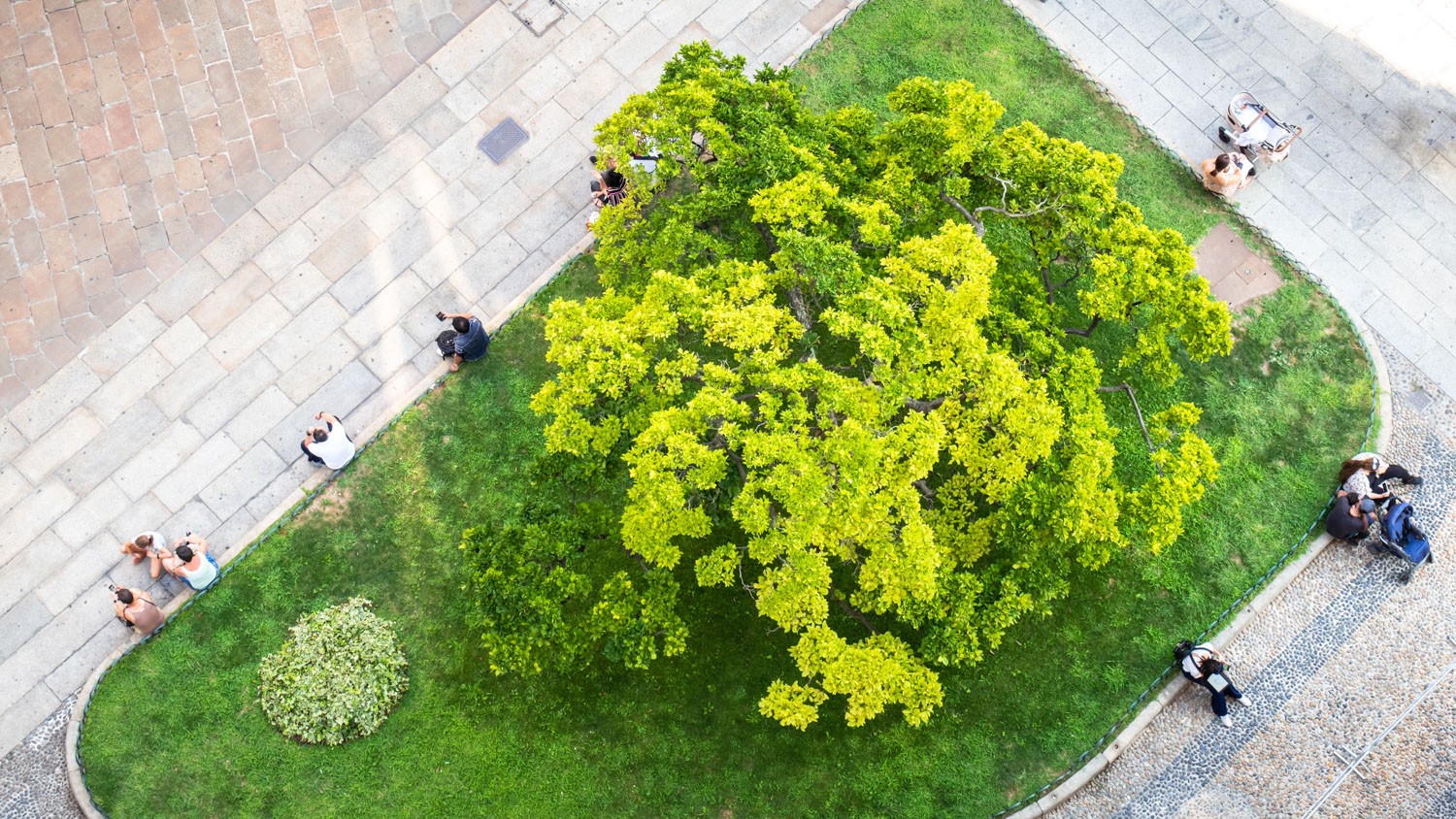 Grand arbre éclatant entouré de gazon et d’asphalte dans un environnement urbain. Des personnes sont assises sur des bancs autour de la zone gazonnée.