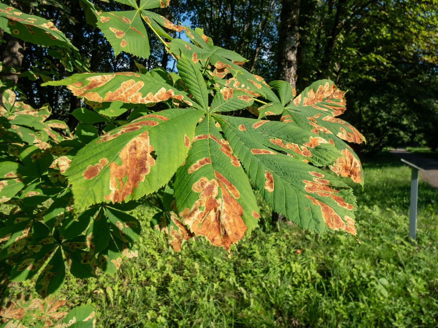 Gros plan sur des taches brunes sur des feuilles d’arbres causées par la mineuse du marronnier (Cameraria ohridella) dans un parc.
