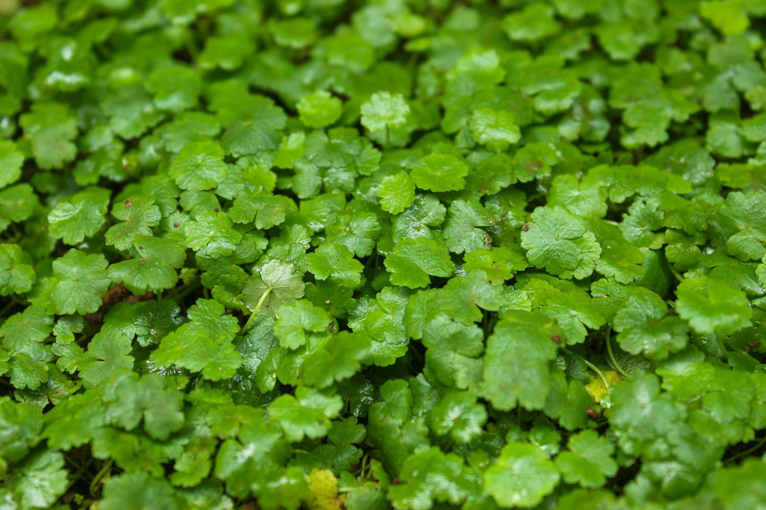 Close-up shot of the dead patches on tree leaves caused by the Horse-chestnut leaf miner (Cameraria ohridella) in a park