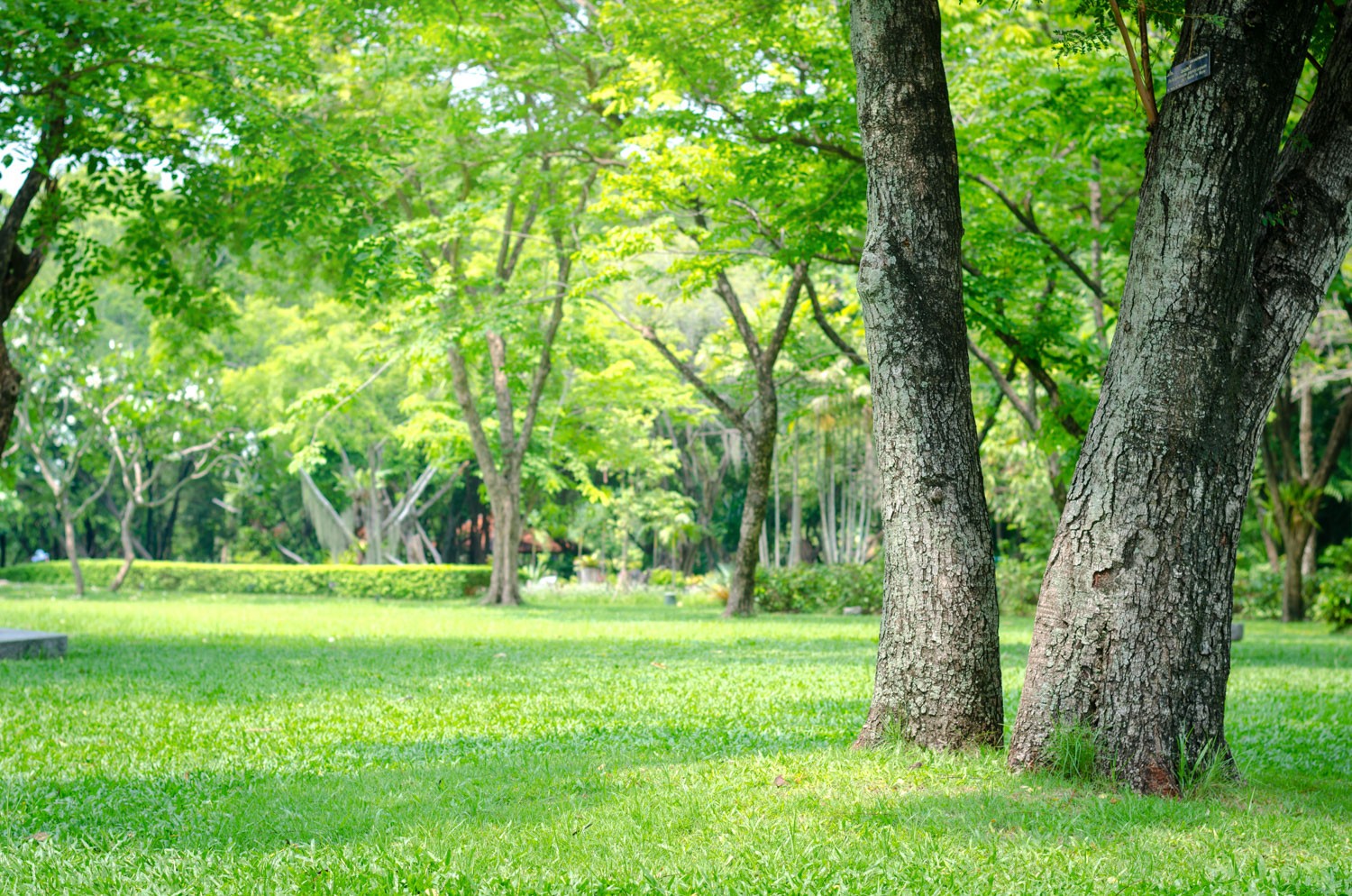 Arbres dans un parc avec de l’herbe verte et du soleil.